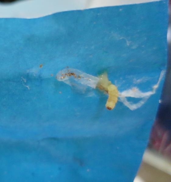 Ovesné vločky, Bramborové knedlíky, Houskové knedlíky, Knedlíky s burizony. Kategorie: Nebezpečné potraviny. Nevyhovující parametr: škůdci. Uvnitř výrobků a na obalech byl zjištěn výskyt mrtvých i živých škůdců ve všech vývojových stádiích (moli, kokony, zámotky, červi) a stopy po jejich činnosti (pavučinky, malé dírky v obalech). Výskyt škůdců a stop po jejich činnosti byl zjištěn i na prodejní ploše - na regálech. Místo kontroly: Thi Ngoc Tran, Liberec V-Kristiánov