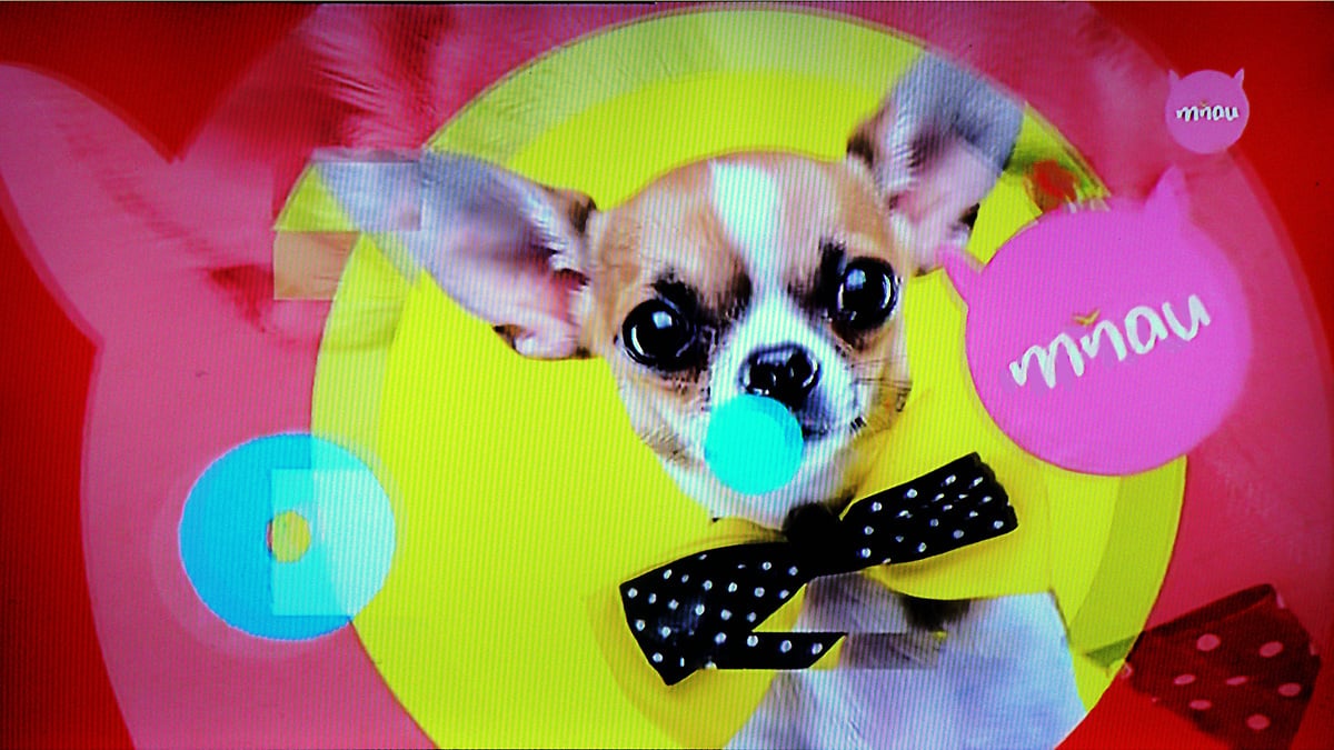 TV Mňau zatím v multiplexu 4 stále vysílá