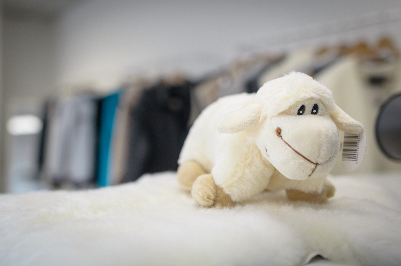 Ovečka na pultu Ovečkárny