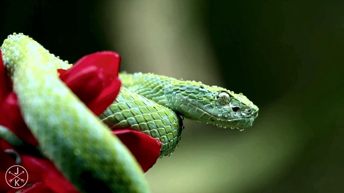 Zidoo H6 Pro - Přehrávání 1440p ve zmenšeném a plném okně