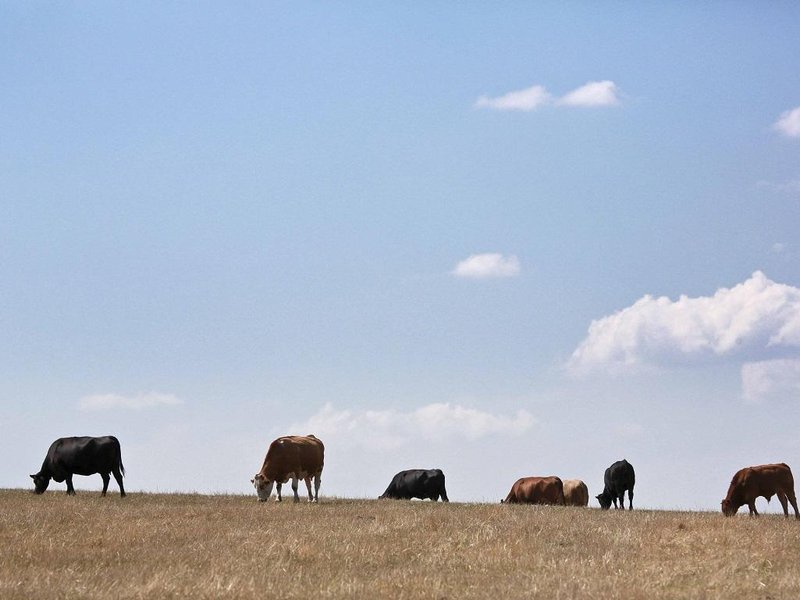  Klimatické změny promění zemědělství a produkci potravin. Dotkne se to hlavně masité stravy.