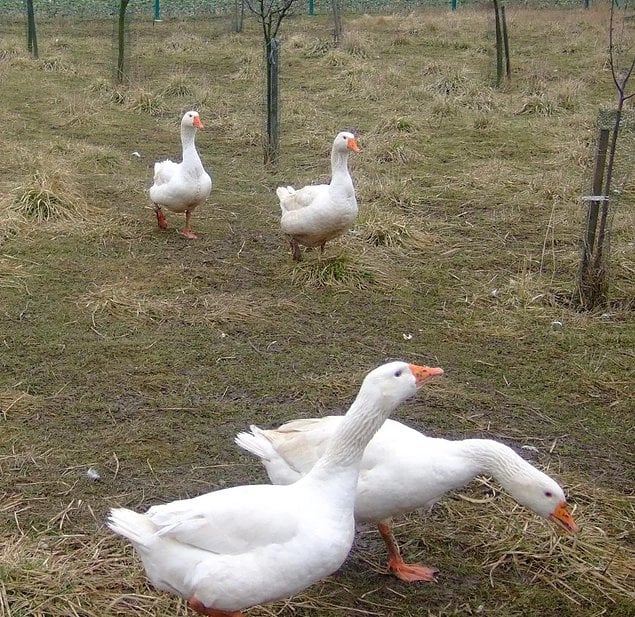 Husí farma Tovačov - chov hus