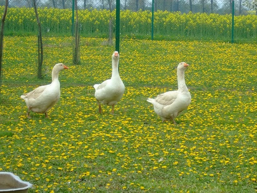 Husí farma Tovačov - chov hus