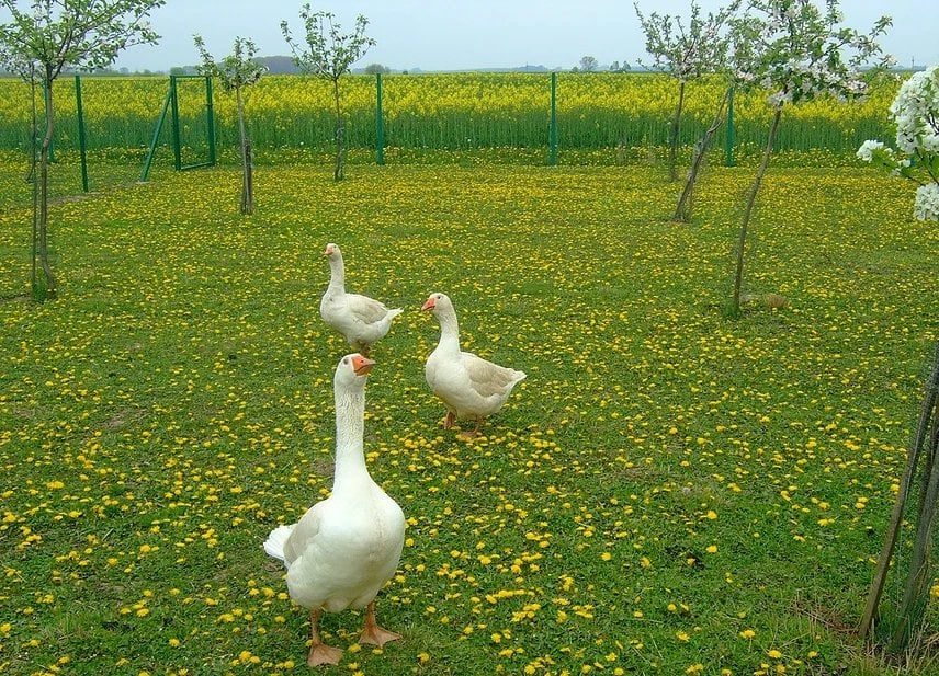 Husí farma Tovačov - chov hus