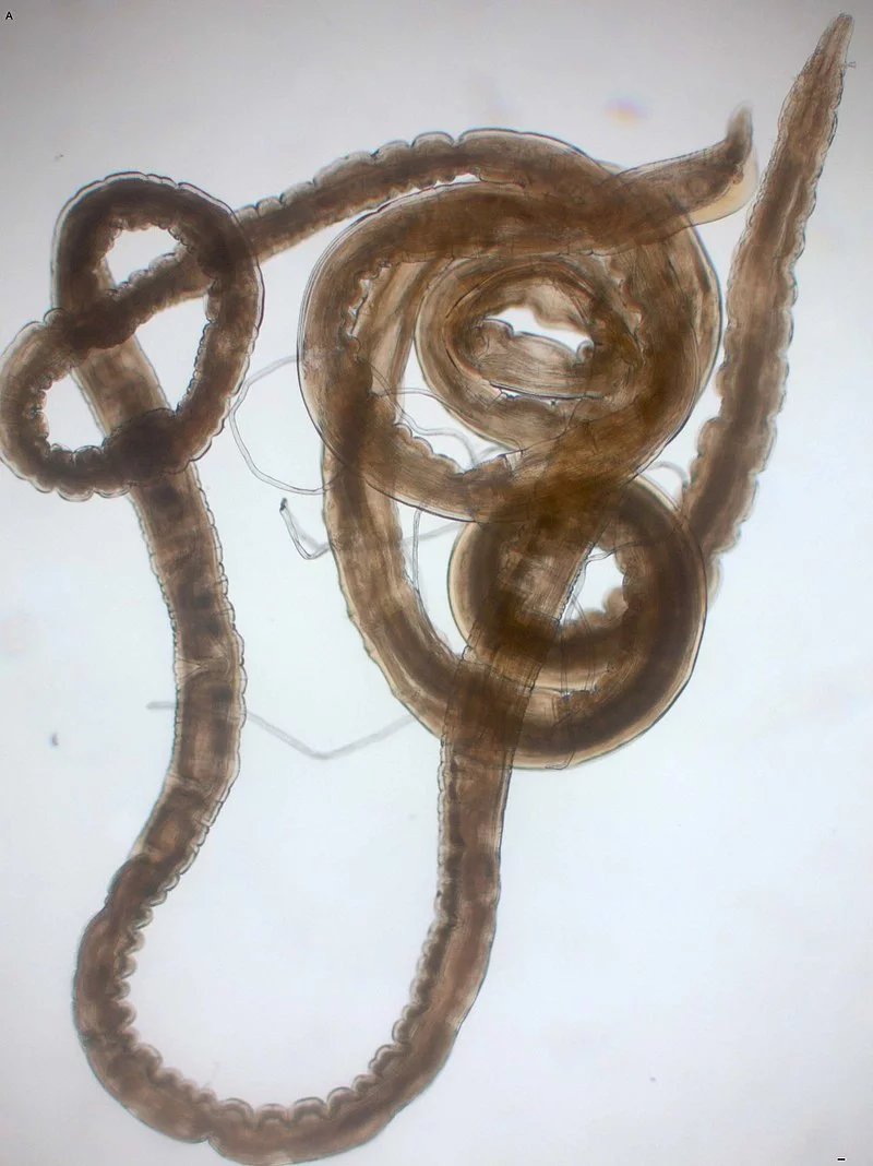 Celý samec Gongylonema pulchrum
