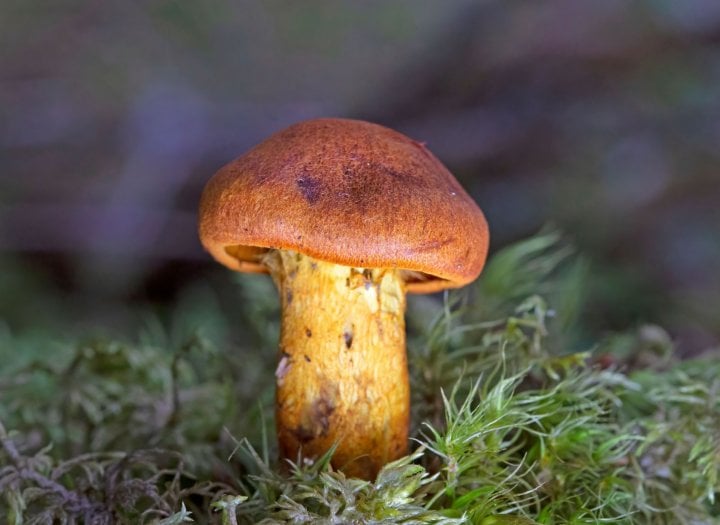 Pavučinec plyšový - hnědá houba na zeleném podkladu