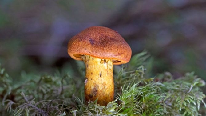 Pavučinec plyšový - hnědá houba na zeleném podkladu