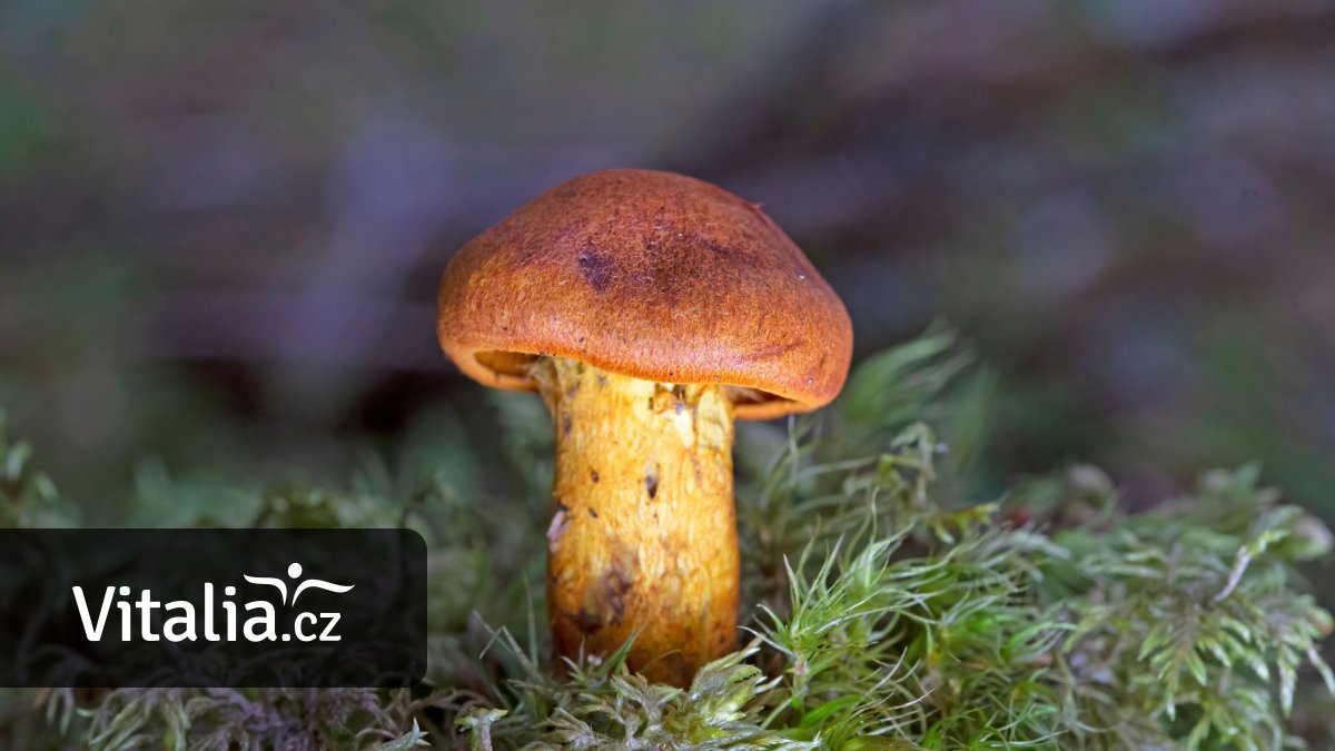 Manželé uvařili přátelům jedovatý pavučinec. Pozvání na houby je někdy lepší odmítnout, radí lékařka