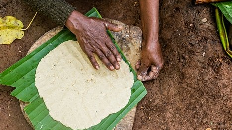 Náhledový obrázek - Místo pšenice falešný banán. Vědci zkoumají potenciální potraviny budoucnosti, podmínkou je odolnost vůči klimatickým změnám