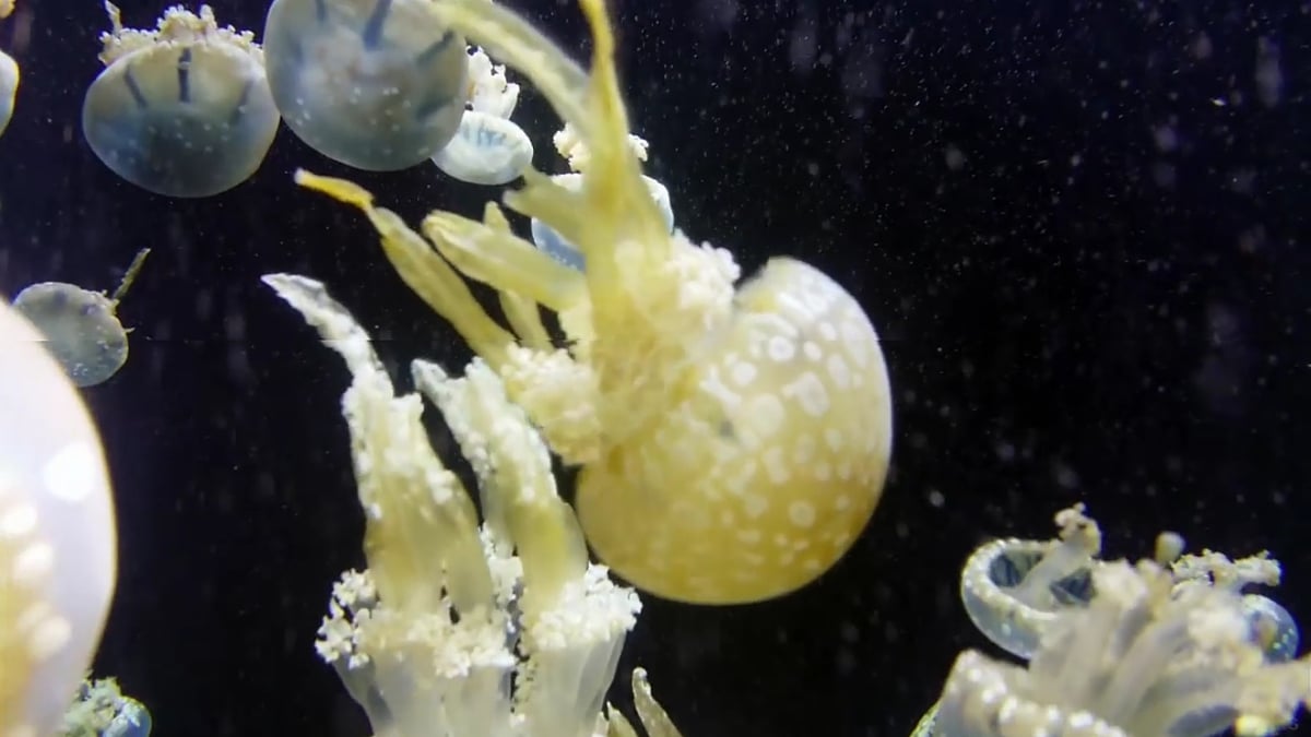 Mecool M8S Pro L - Ukázky přehrávání – média přehrávač 1/2