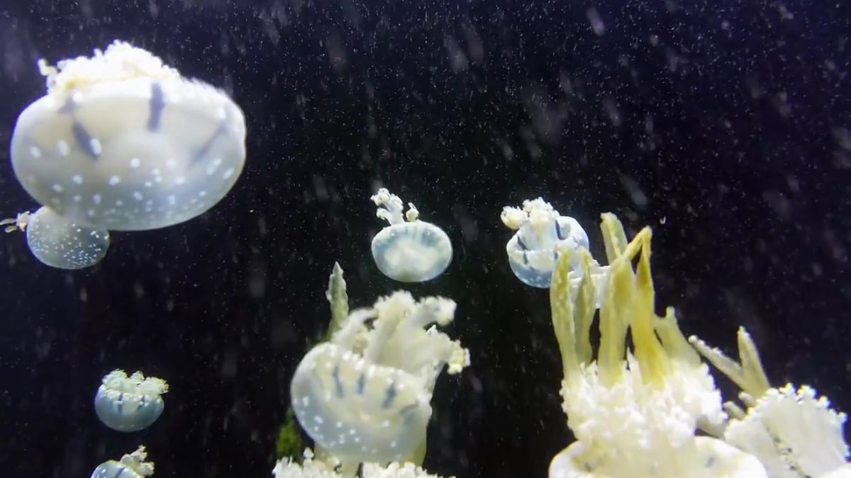 Mecool M8S Pro L - Ukázky přehrávání – média přehrávač 1/2