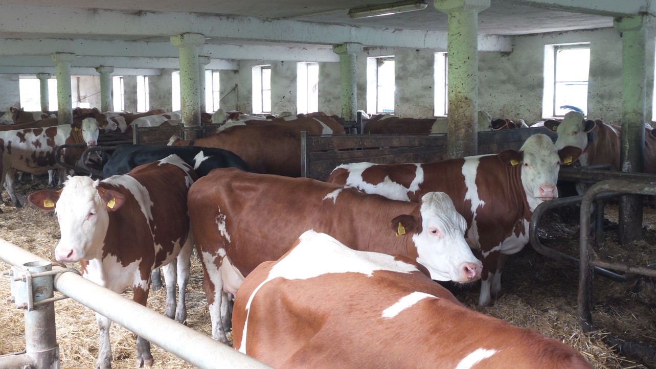 Ekologická mléčná farma Merboltice