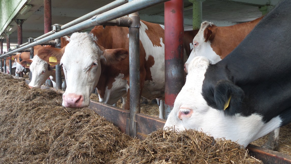 Ekologická mléčná farma Merboltice