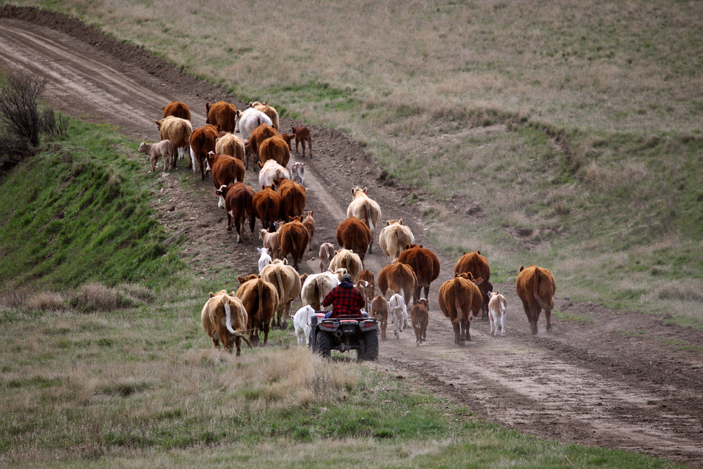 Ze života farmářů