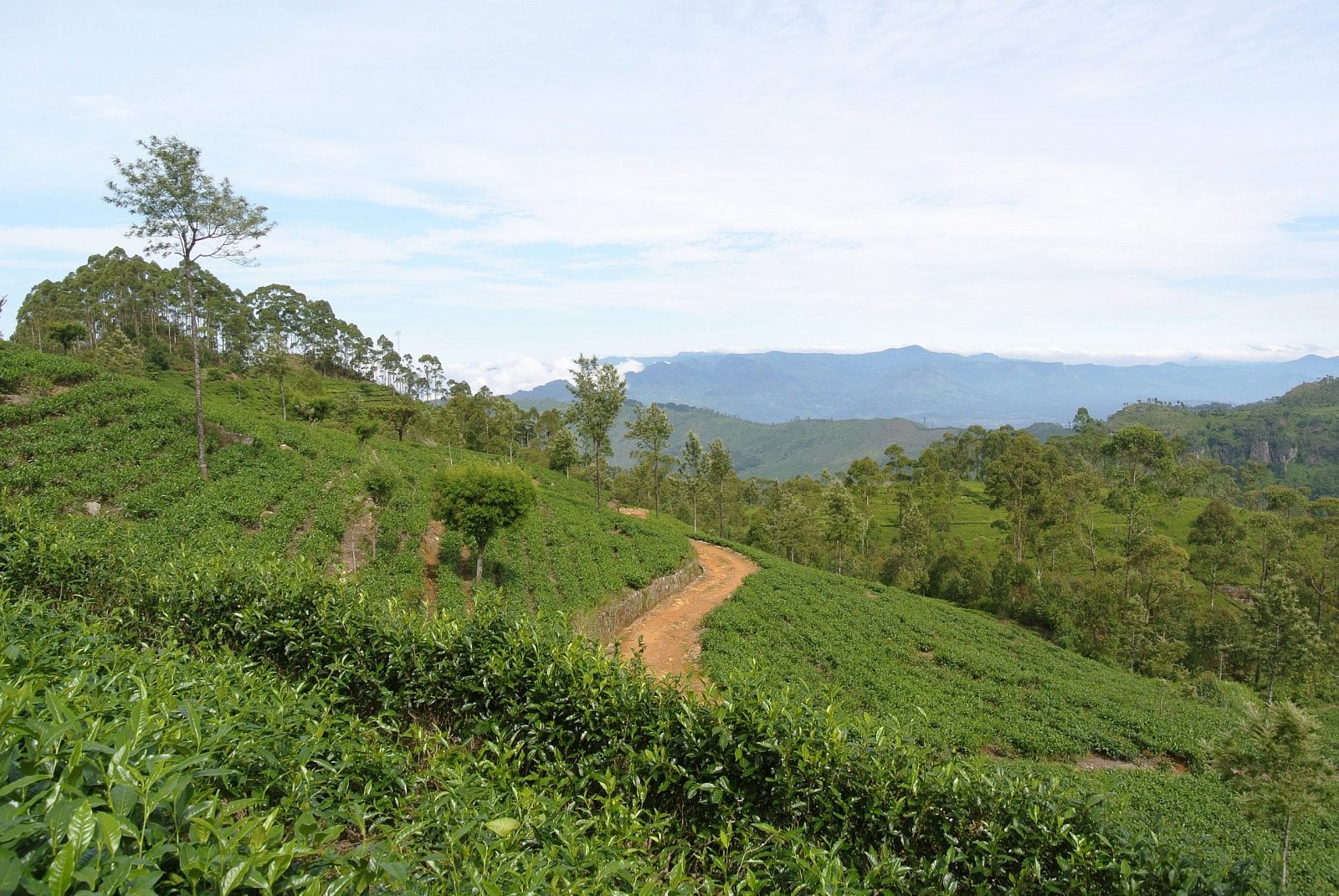 2021-11-Tea_plantation_Haputale-scaled.jpg
