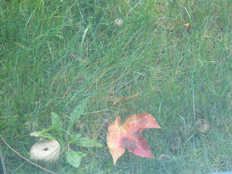 Praha - Radlice, 2m od stolu :-)