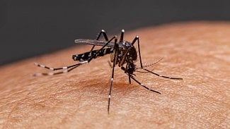 Náhledový obrázek - Horečka Dengue je exotická nemoc lámajících kostí. Ročně po světě usmrtí desítky tisíc lidí