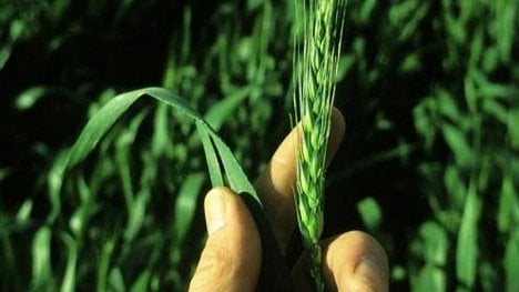 Náhledový obrázek - Čeští zemědělci chtějí lepší podmínky, než nabízí Brusel