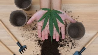 Pěstování konopí doma - detail květináčů, kam se budou rostliny sázet