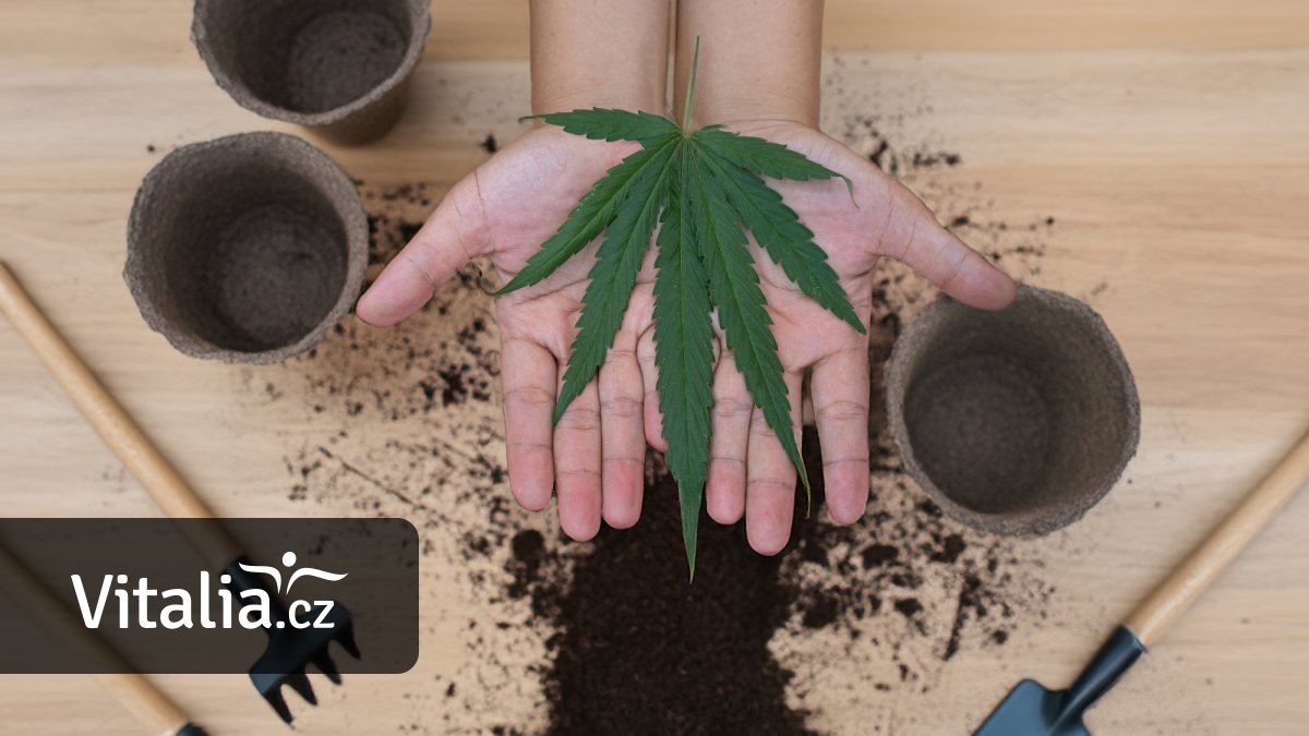 Pěstování marihuany bude poprvé legální. Ale jen tři rostliny na vlastní zahrádce a až od 21 let