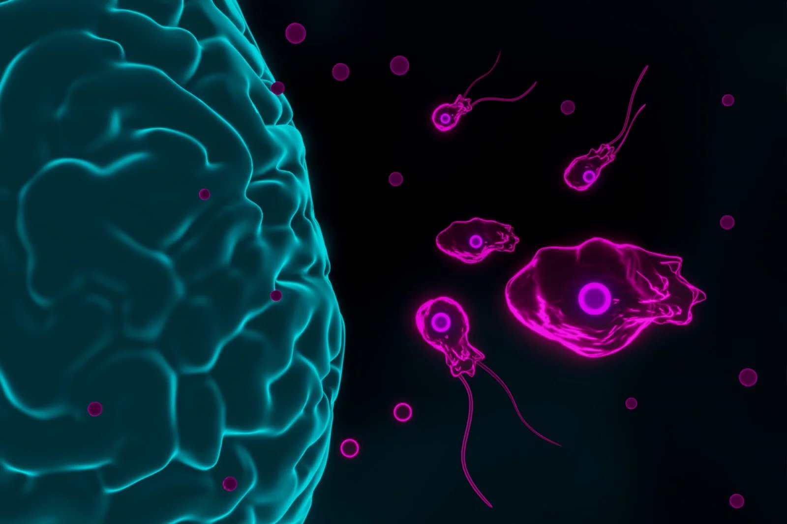 K nejnebezpečnějším lidským parazitům patří měňavka druhu Naegleria fowleri, která žije v teplé sladké vodě. V souvislosti s děsivými cizopasníky si člověk asi vybaví hlavně tropické země, zde to ale neplatí. Epidemie světového významu, která zahubila 16 mladých lidí, se odehrála v 60. letech v Ústí nad Labem.