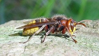 Náhledový obrázek - Pokousání či bodnutí hmyzem vyjde VZP na desítky milionů ročně