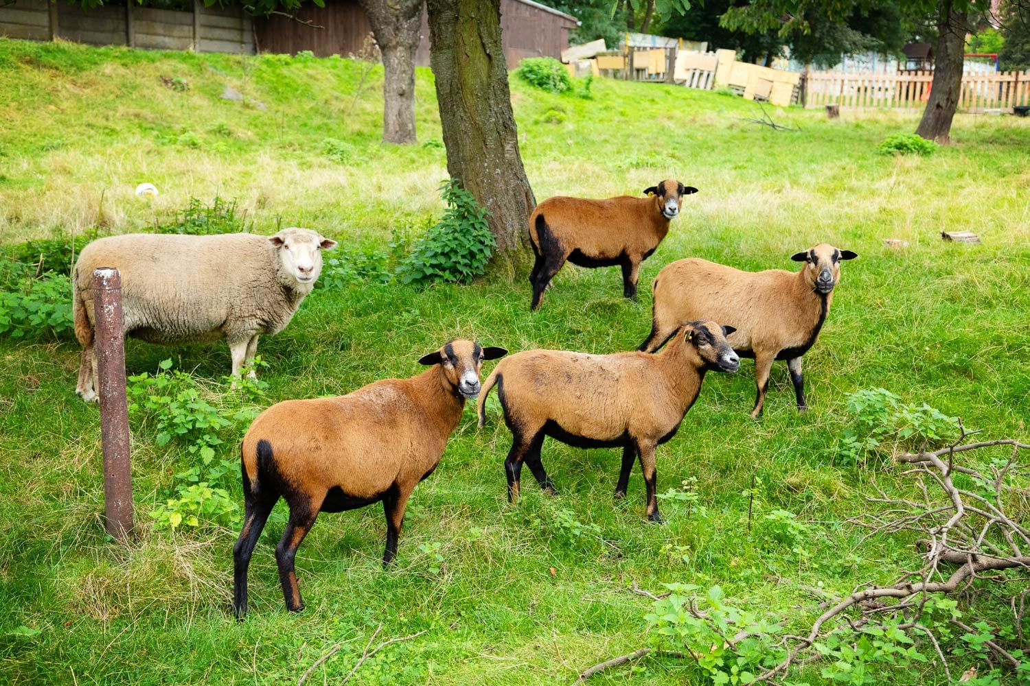 Středisko křesťanské pomoci Horní Počernice