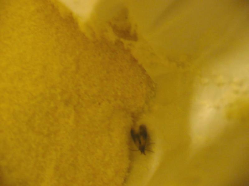 Nebezpené výrobky se škůdci padají někdy na vrub výrobce, jindy na prodávajícího