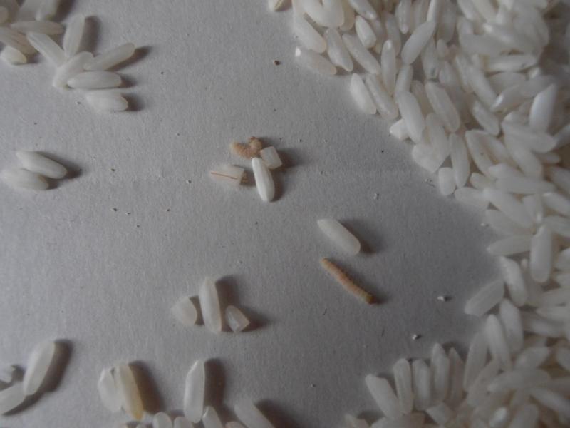 Nebezpené výrobky se škůdci padají někdy na vrub výrobce, jindy na prodávajícího