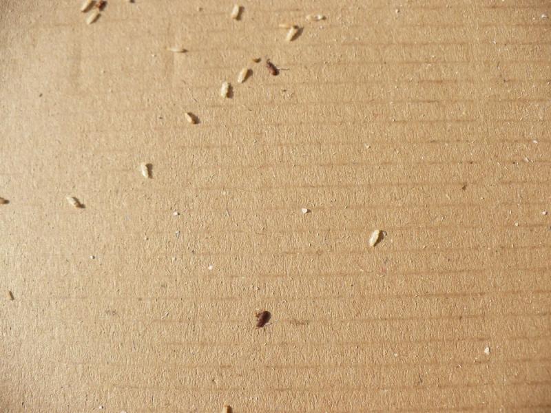 Nebezpené výrobky se škůdci padají někdy na vrub výrobce, jindy na prodávajícího