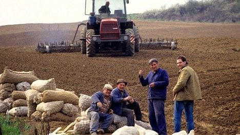 Náhledový obrázek - V Česku přestala mizet bramborová pole. Díky novým skladům