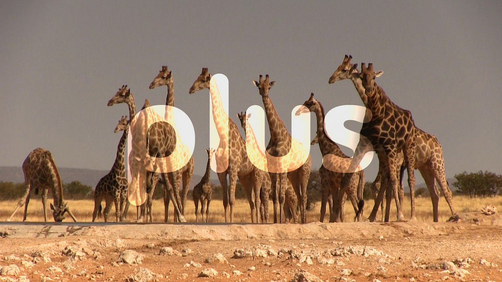 Vizuál tematické stanice Barrandov Plus