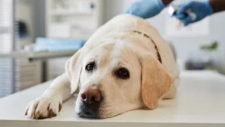 Smutný pes, který leží na zemi.