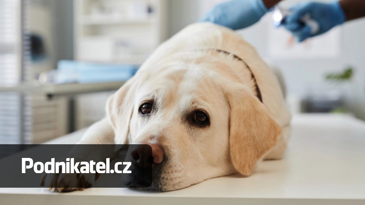 Odmítl pustit do obchodu paní s asistenčním psem, musel zaplatit pokutu za diskriminaci