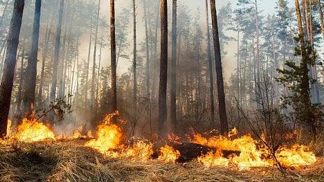 Náhledový obrázek - Němci vyvinuli ,elektrický nos‘ na detekci požárů. Do konce dekády má zachránit až čtyři miliony hektarů lesa