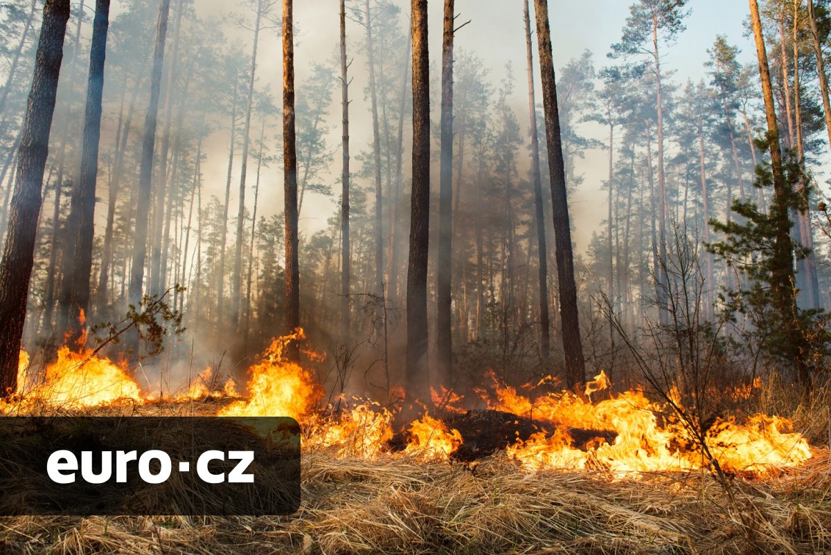 Němci vyvinuli ,elektrický nos‘ na detekci požárů. Do konce dekády má zachránit až čtyři miliony hektarů lesa
