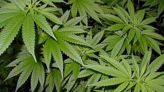 Náhledový obrázek - Marihuana k léčbě bude možná legální, poslanci navrhli novelu