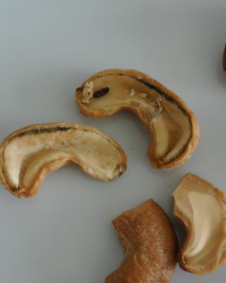 KEŠU PRAŽENÉ SOLENÉ. Kategorie: Nebezpečné potraviny. Nevyhovující parametr: vzhled, chuť. 
Jádra byla plesnivá, nerovnoměrně pražená, připálená a vyskytovali se v nich mrtví škůdci a zbytky zámotků larev. Chuť byla po plísni, nepříjemná kyselá. Země výroby: Slovensko. Místo kontroly: BILLA, spol. s r. o. Brno