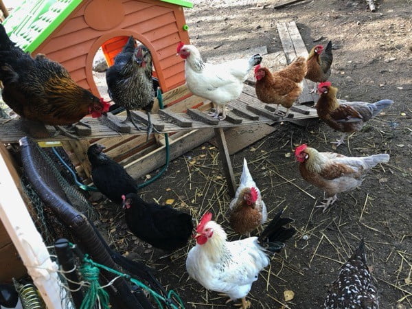 Slepice díky kterým Hnojík.cz vznikl