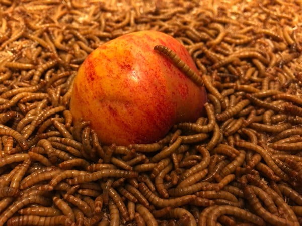 Původní chov moučných červů, od kterých bylo získáváno první hnojivo pro Hnojík.cz