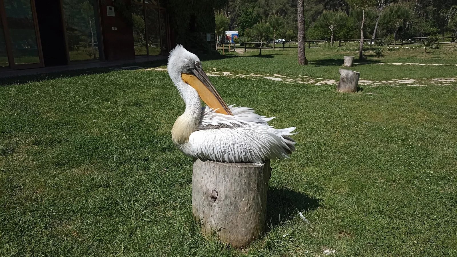 Pelikán kadeřavý v národním parku Divjakë-Karavasta