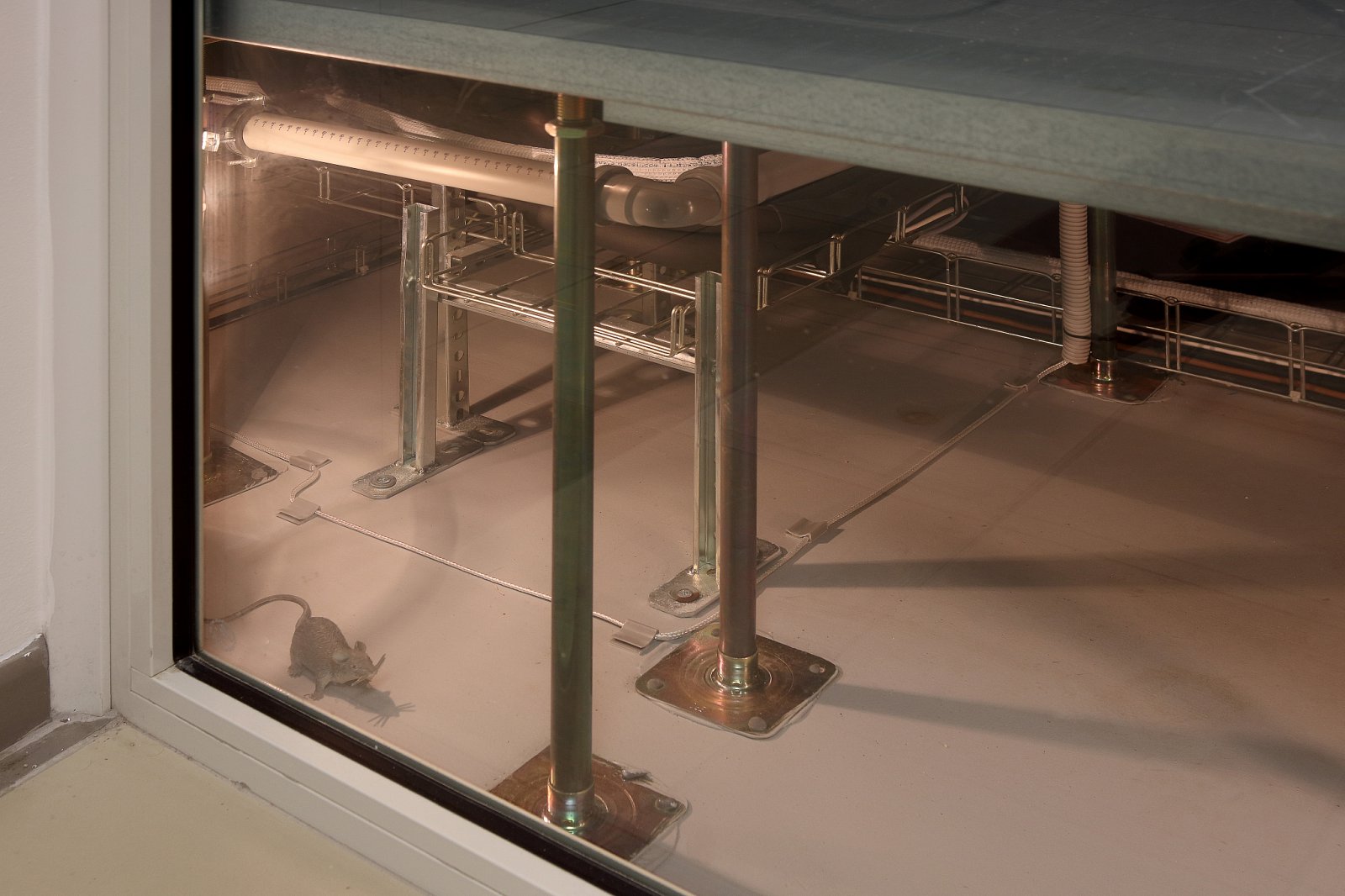 Vtípek - pod podlahou jednoho z datasálů tady mají nainstalovanou myš. "Té si každý všimne," směje se hračce Jiří Černý.