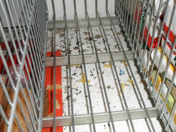 V loňském roce našla SZPI v prodejnách potravin mnohokrát myši nebo stopy jejich přítomnosti (zde Albert)