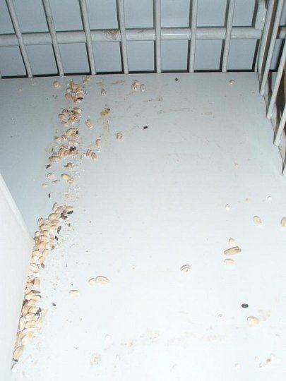 V loňském roce našla SZPI v prodejnách potravin mnohokrát myši nebo stopy jejich přítomnosti (zde Kaufland)