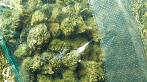 Náhledový obrázek - Američtí příznivci konopí se obávají, jak se Trumpův muž postaví k legalizaci