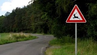 Náhledový obrázek - Benešov, České Budějovice a Zlín jsou pro řidiče rizikovými okresy. Právě zde dochází nejčastěji ke střetům se zvěří