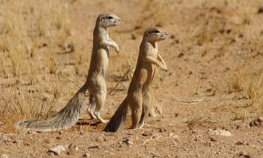 Xerus inauris