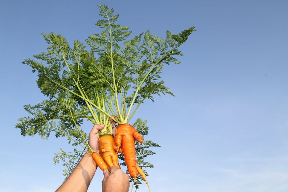 15 podivných mrkví