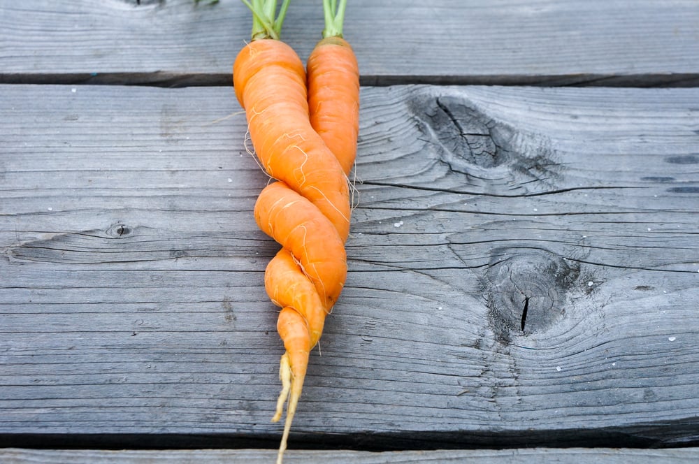 Включи морковь про новый. Морковка. Фон морковки. Одна морковка. Сочная морковь.