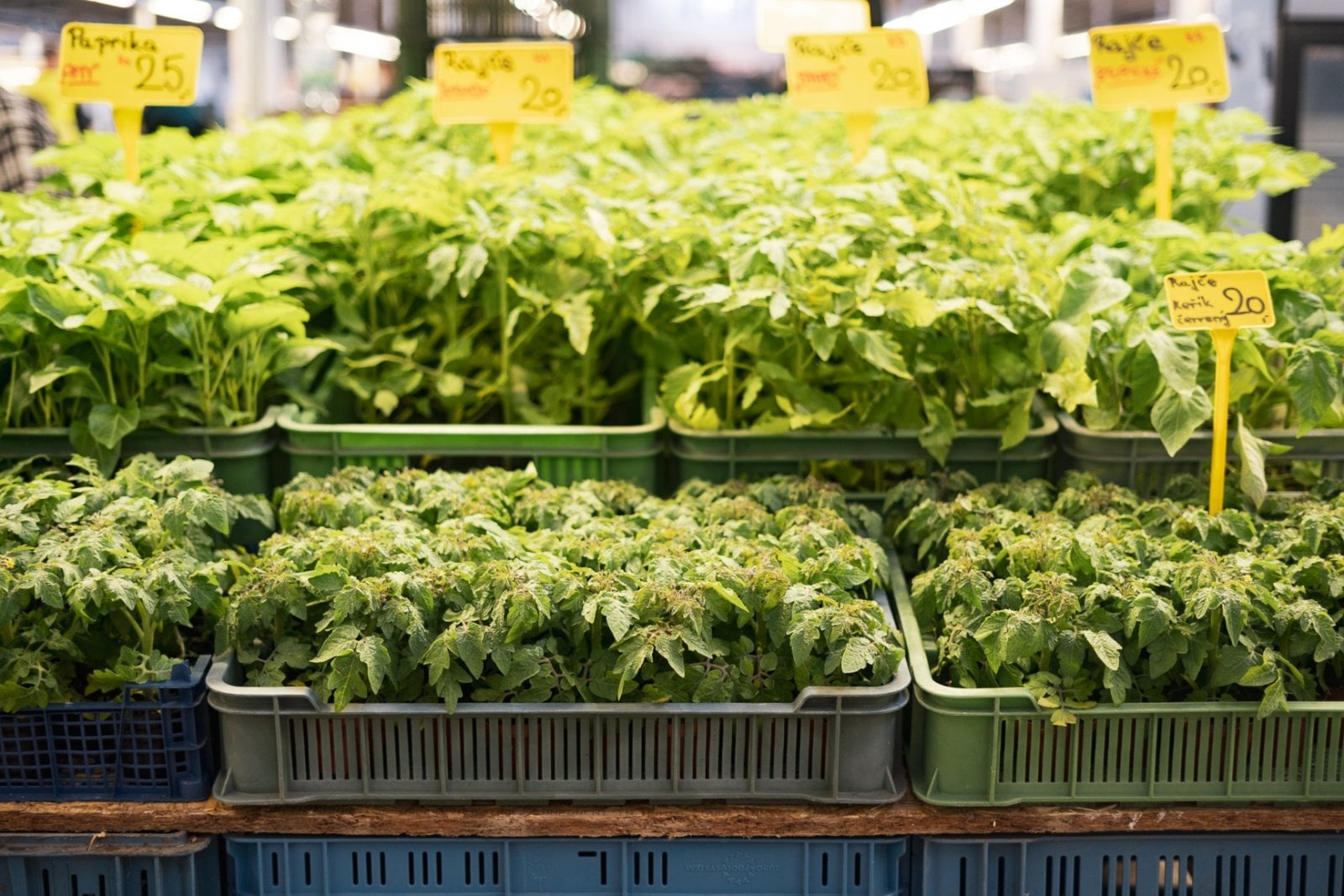 Hala 22 v Holešovické tržnici